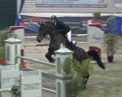broodmare Chaccolabella (Oldenburg, 2009, from Chacco-Blue)