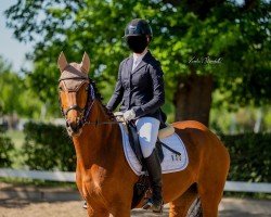 dressage horse Diana Powergirl (Polish Warmblood, 2019)