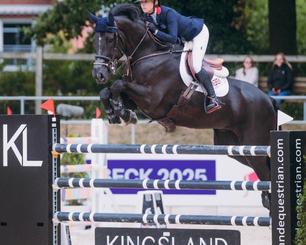 jumper Enigma Z (Zangersheide riding horse, 2012, from Emerald van 't Ruytershof)