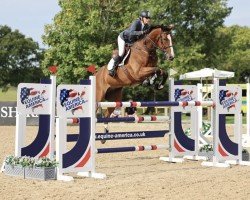 jumper Heisenberg (anglo european sporthorse, 2013, from Luidam)