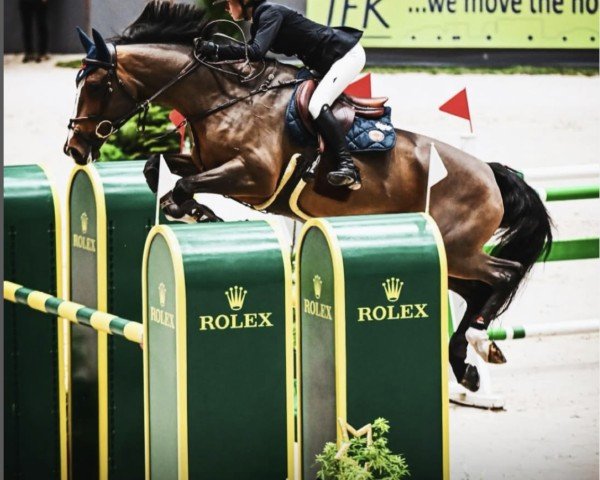 jumper Toscane Z (Zangersheide riding horse, 2014, from Tobago Z)