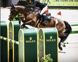 jumper Toscane Z (Zangersheide riding horse, 2014, from Tobago Z)