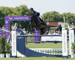 jumper Hardesther (KWPN (Royal Dutch Sporthorse), 2012, from Kannan)