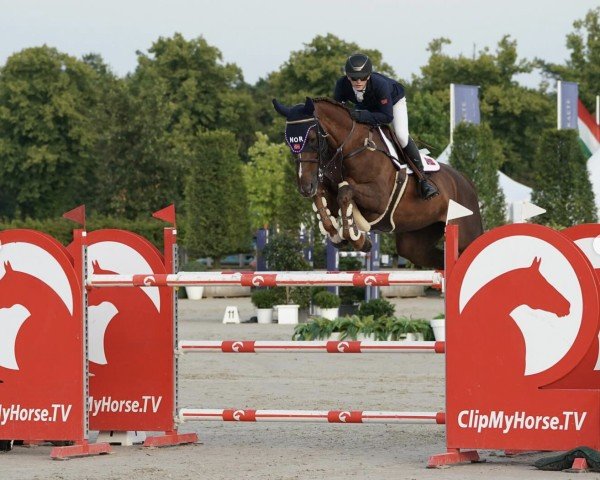 jumper Onaa van D'Heerlijkheid (Belgian Warmblood, 2014, from Kannan)