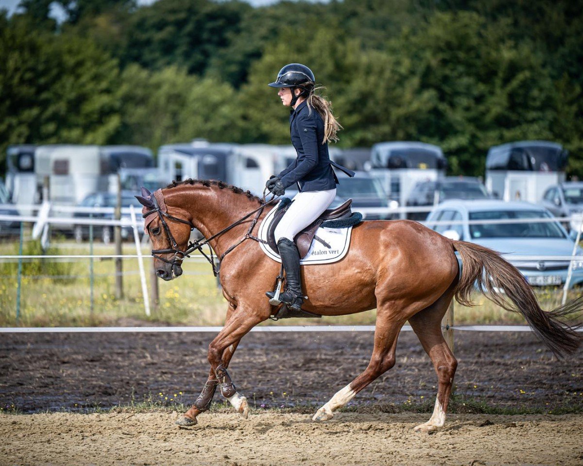 horse Casco van De Lutte SK (Westphalian, 2020, from Colman)