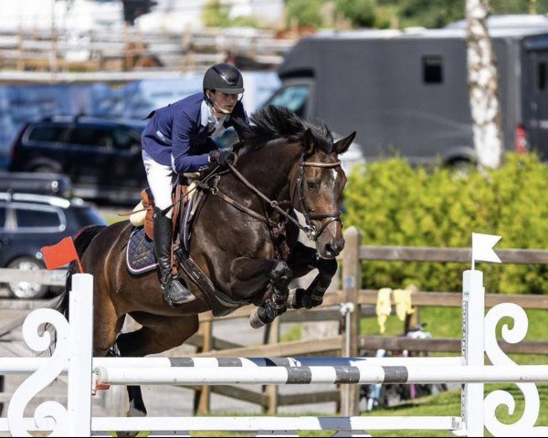 jumper Csf Valerie (Irish Sport Horse, 2009, from Ars Vivendi)