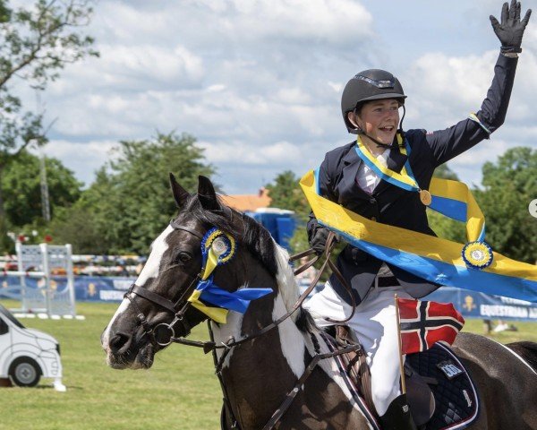 jumper Attyrory Warrior (Irish horse, 2006)