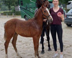 horse Oh Happy Valentine‘s Day SK (Westphalian, 2023, from Ogano Sitte)