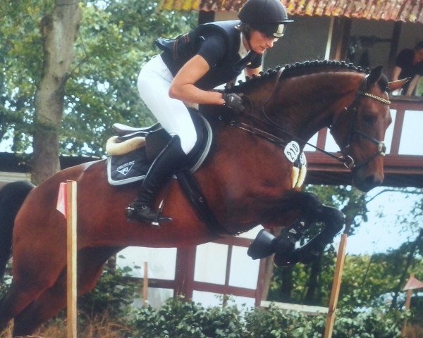 broodmare Hibiska 2 (Holsteiner, 2012, from Hirtentanz 2)