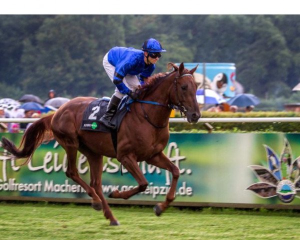 Springpferd Aktispeed xx (Englisches Vollblut, 2010, von Sabiango xx) Springpferd Aktispeed xx (Englisches Vollblut, 2010, von Sabiango xx)