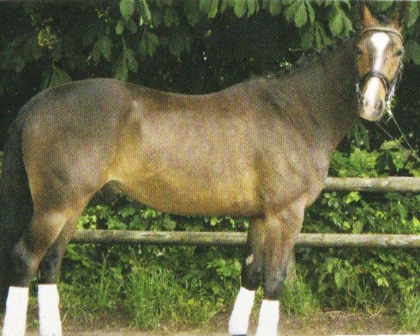 dressage horse Gin Tonic 117 (Hanoverian, 2001, from Graf Remus)