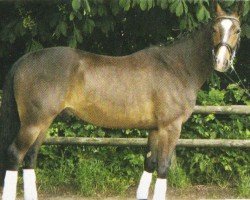 dressage horse Gin Tonic 117 (Hanoverian, 2001, from Graf Remus)