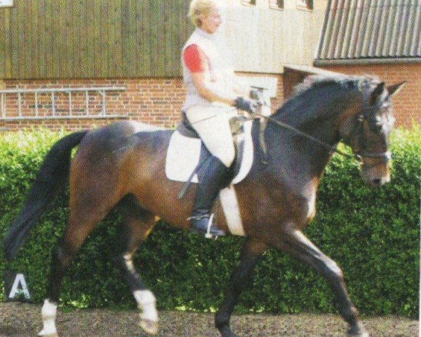 broodmare Comtess E (Hanoverian, 2000, from Crazy Classic)