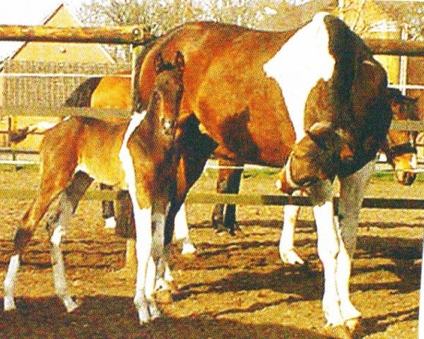 jumper Au Lait (Oldenburg, 2004, from Abenteuer)