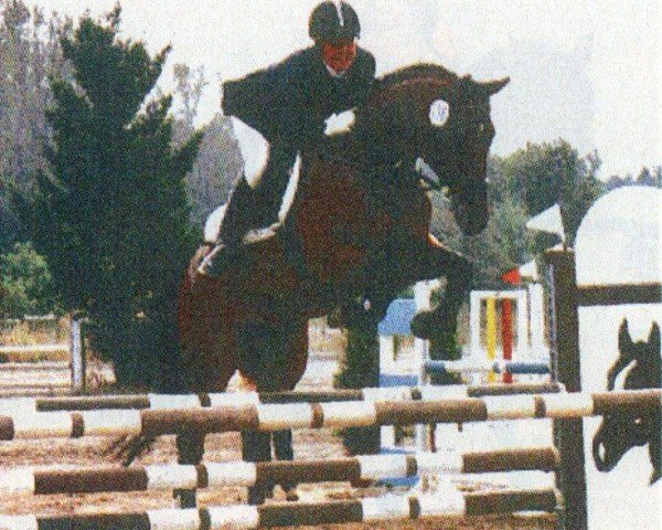 horse Gino Vineddy (Oldenburg, 1994, from Guido)