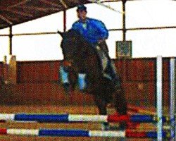 jumper Wischibo (German Riding Pony, 2000, from Boticelli 4)