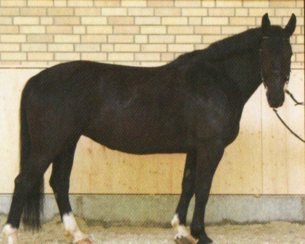 Pferd Vroni 6 (Alt-Oldenburger / Ostfriesen, 2007, von Landfürst)