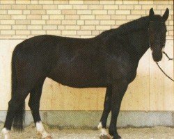 horse Vroni 6 (Alt-Oldenburger / Ostfriesen, 2007, from Landfürst)