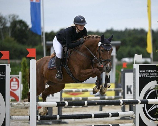 jumper Quality Gold W (Westphalian, 2019, from Quabri de l'Isle)