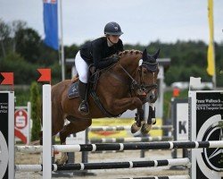 Springpferd Quality Gold W (Westfale, 2019, von Quabri de l'Isle)