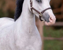 jumper Harmony (Welsh mountain pony (SEK.A), 2018)