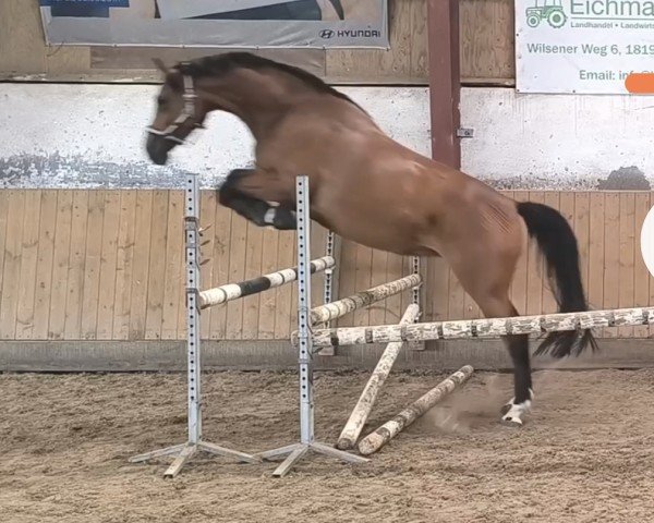 broodmare Geenie (Mecklenburg, 2020, from Grabenstern I)