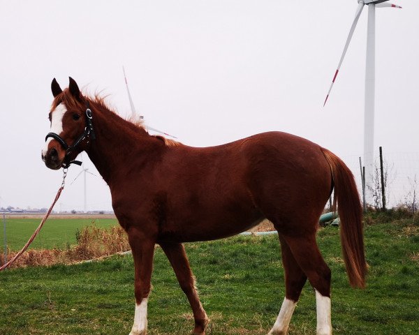 horse PHW's Bente (German Riding Pony, 2018, from Graciano 90)