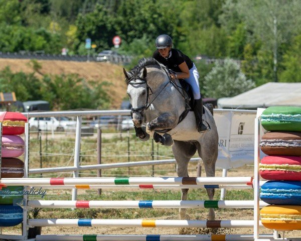jumper Cabrilou von Oberweiden Z (Zangersheide riding horse, 2019, from Cabrio van de Heffinck)