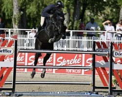 Springpferd Raven Rock (Irish Sport Horse, 2017, von Glasgow van het Merelsnest)