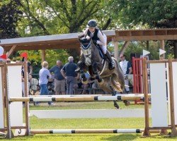 jumper Askalan (German Sport Horse, 2020, from Askari)