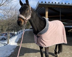 broodmare Quantana K (Mecklenburg, 2005, from Quando-Quando)