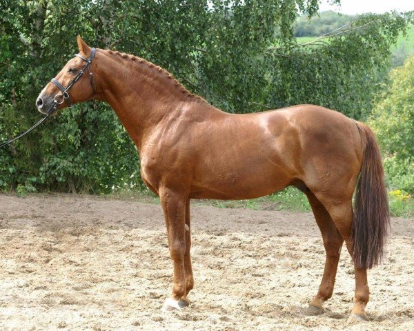 Deckhengst Cassandro 10 (Holsteiner, 1991, von Caletto I)