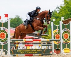jumper Special One 10 (German Sport Horse, 2019, from I'm Special de Muze)
