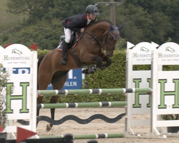 jumper Chin Fizz G (Zangersheide riding horse, 2020, from Codex One)