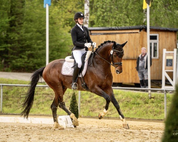 stallion Divine Intervention (Hanoverian, 2020, from Despacito 16)
