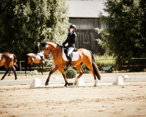 dressage horse Neues Glück (German Riding Pony, 2019, from Fs Numero Uno)