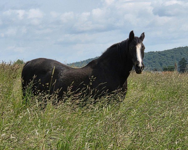 broodmare Rocchetta (German Warmblood, 2001, from Rotspon)