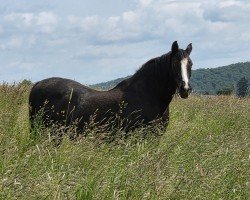 broodmare Rocchetta (German Warmblood, 2001, from Rotspon)