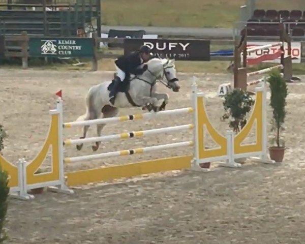 Cavallo da salto Fayano (KWPN (Warmblood olandese), 2010, di Larino)