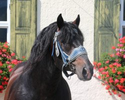 Deckhengst Rupertiwinkel (Süddeutsches Kaltblut, 2004, von Rasso)