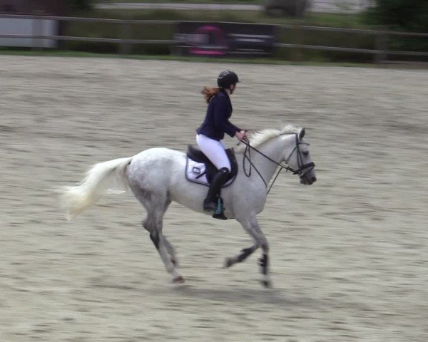 Reitturnier Westergellersen 2025