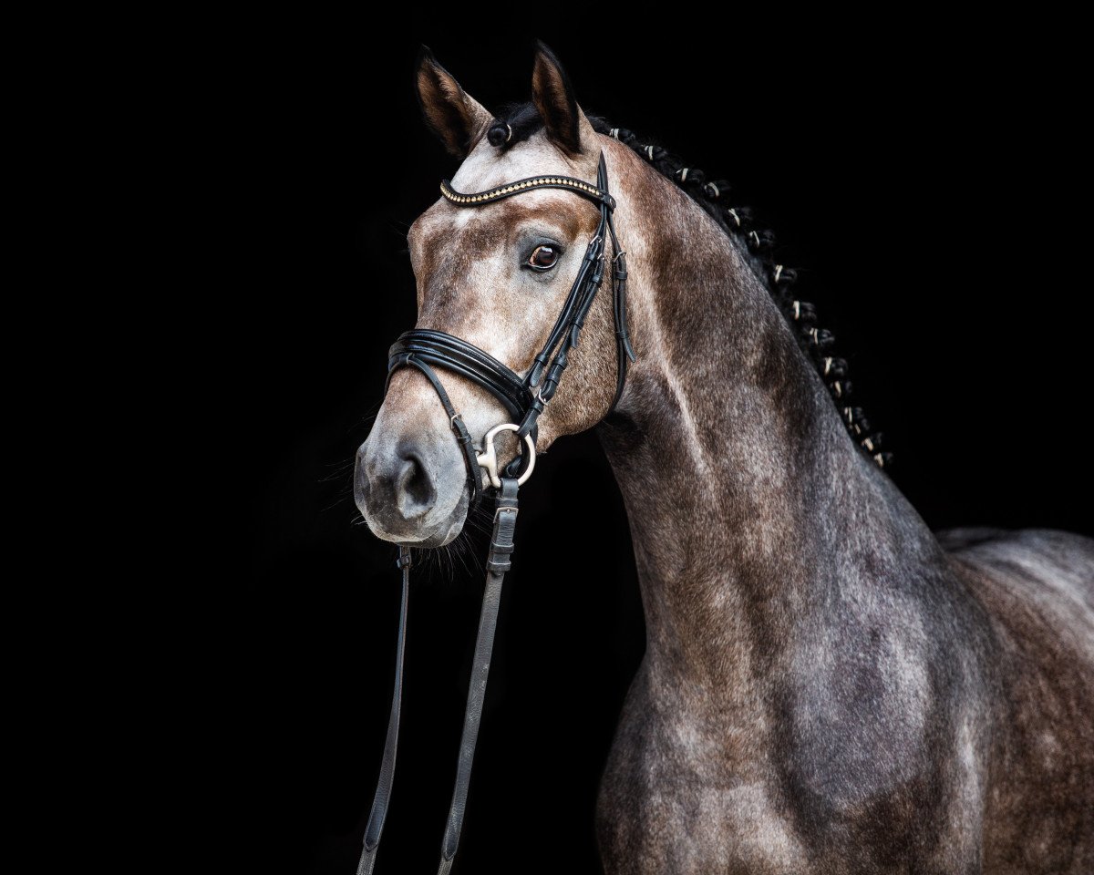 stallion Valensky (Hanoverian, 2016)