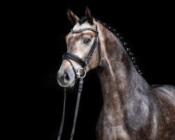 stallion Valensky (Hanoverian, 2016)
