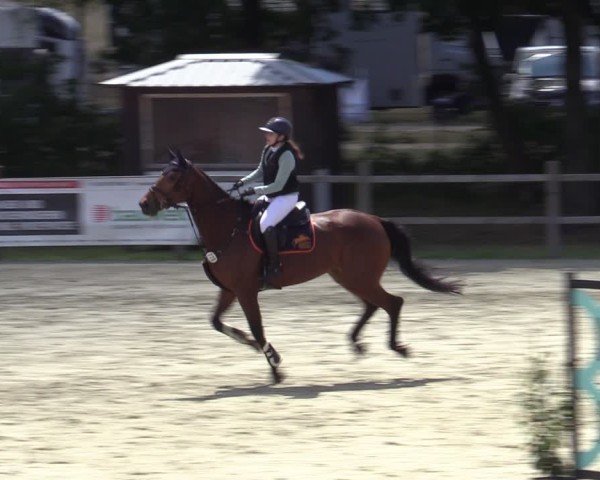 Reitturnier Westergellersen 2025