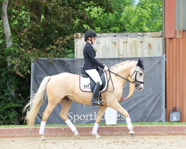 horse Melli's Djulyo (German Riding Pony, 2019, from Kastanienhof Donnertrommler)
