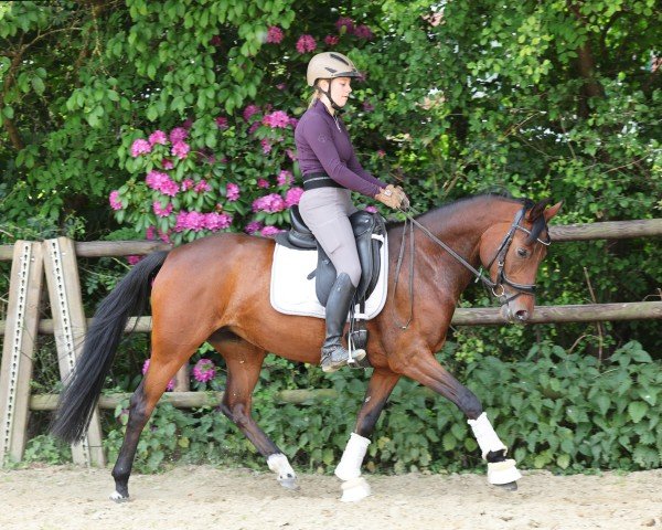 Dressurpferd Melli`s Jezabel (Deutsches Reitpony, 2020, von Dance Star AT NRW)