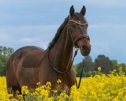 jumper Santiago (Polish Warmblood, 2013, from Frazes AA)