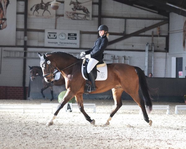 dressage horse Raymon (Hessian Warmblood, 2004, from Reflektor)
