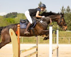 jumper Eragon on fire (Holsteiner, 2017, from Ephebe For Ever)
