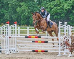jumper Kalimera W (Oldenburg show jumper, 2017, from VDL Bubalu)